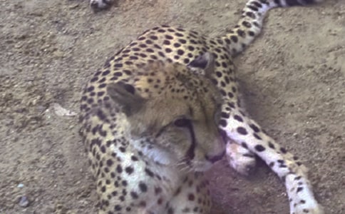 ����ֻ����ı��ӡ���x��