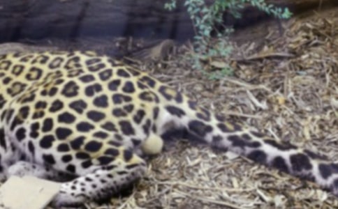 寓言故事:豹子身上的黑斑是怎樣來(lái)的