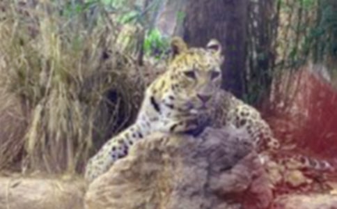 ����һֻ����С�W����