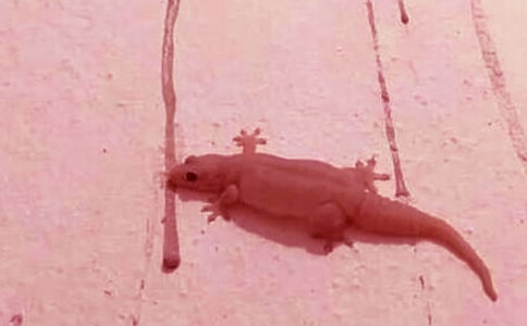 С���`�c�ڻ�Ԋ��