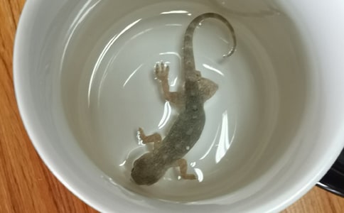 С�ڻ���β�ͽ̰�