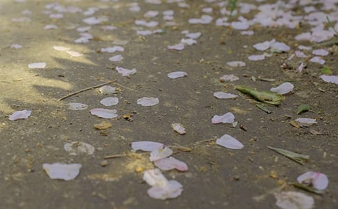 下冰雹作文(通用41篇)