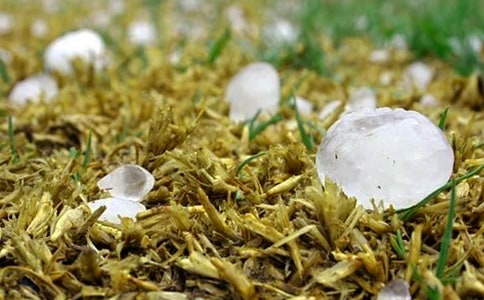 ������ጼ����