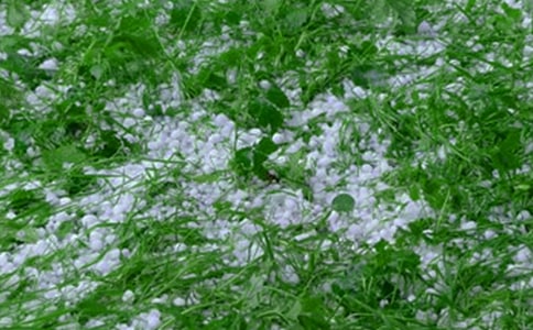 冰雹小學記敘文300字