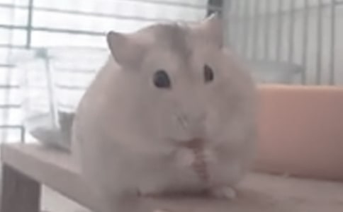 可愛的小倉鼠日記范文