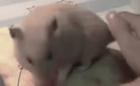 倉鼠的旅行日記