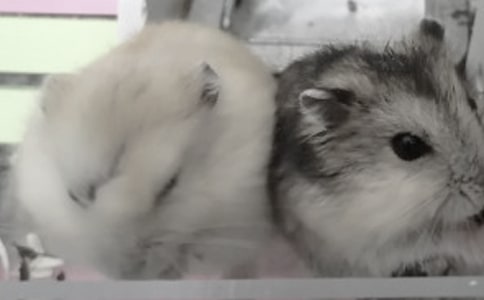 ���}����ӛ��֮����vsС��