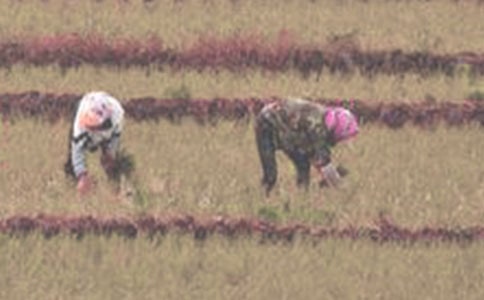 �����̌W��˼