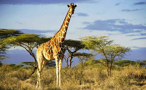 ���L�i¹�������x���650��