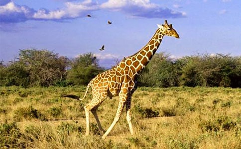 �L�i¹���̰�15ƪ