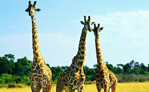 ���L�i¹�Ľ̰�