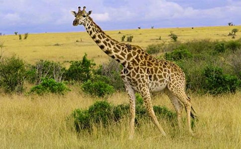 �L�i¹���L฽̰�