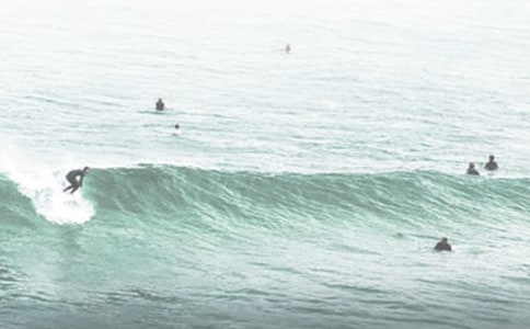 沖浪杯第二研:樹葉(中班)