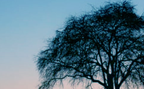 關于《小草和大樹》教學設計