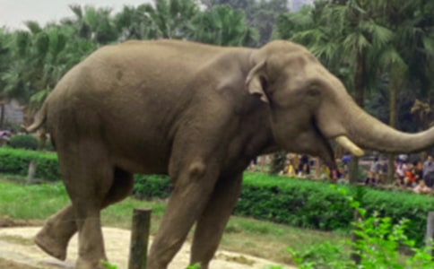 �������Ӵ��󰬬����̰�