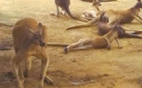 ��ཡ�����ڄڵĴ��󌚌�������̰��OӋ