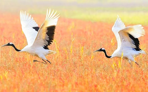 �����ĵ���Q�̌W��˼�����x12ƪ��