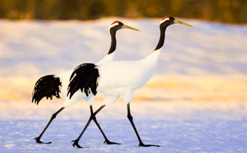 �����ĵ���Q�Ľ̰��̌W(xu��)�O(sh��)Ӌ