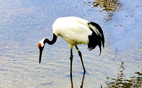 ����Q��������ӛ