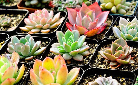 �B��������Ȧ�İ�ժ�