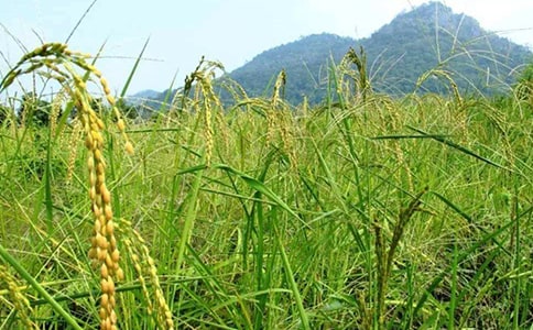 ���^�����r���Ĵ��졷�x��У����x8ƪ��