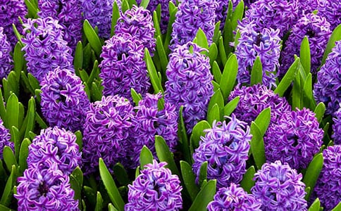 �L(f��ng)���ӵđn����(��i)��ɢ��