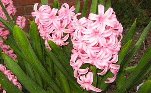 我的風信子優秀的作文