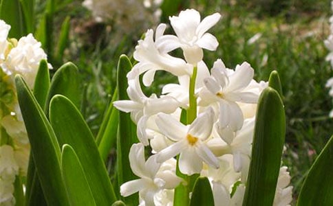 �L���L���ӽ̰�