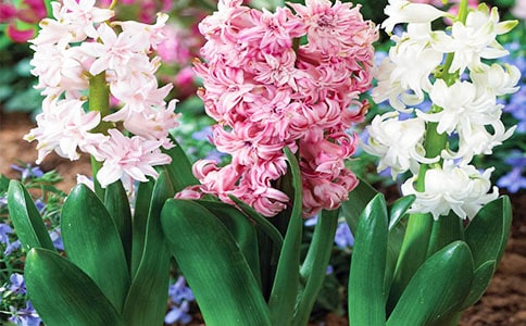 描寫風(fēng)信子作文500字