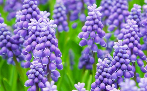 ��ɫ���L(f��ng)������x��