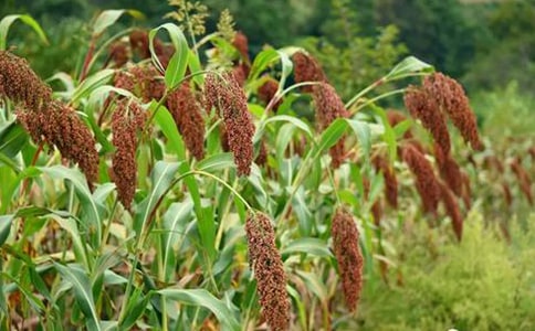 ����������꼉�Z�Ľ̰�