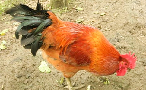 ������(hu��)���(d��ng)�����u��©���