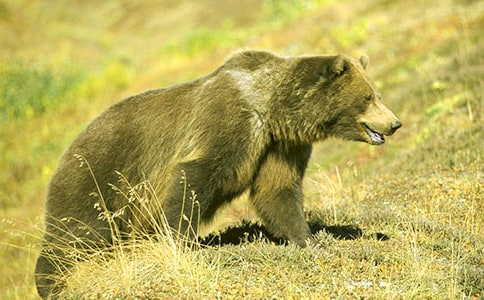 �����ܷ�����̰�