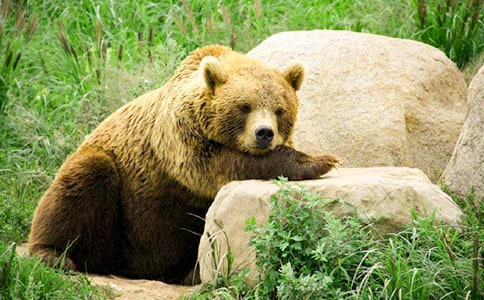 �s���̰ܽ�