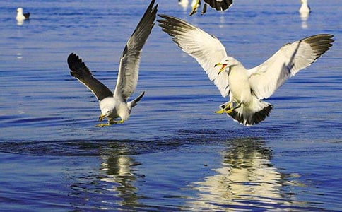 �����t�̼{ɭ���x���450��