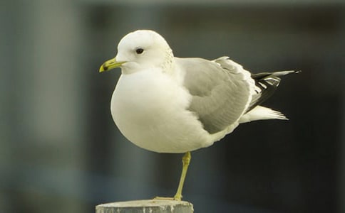 �����t�̼{ɭ���x�������