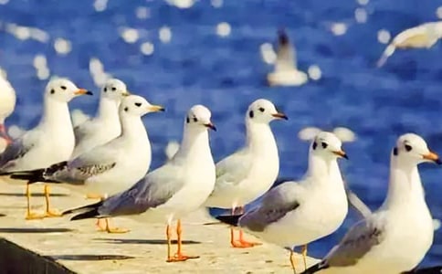 讀《海鷗喬納森》有感600字