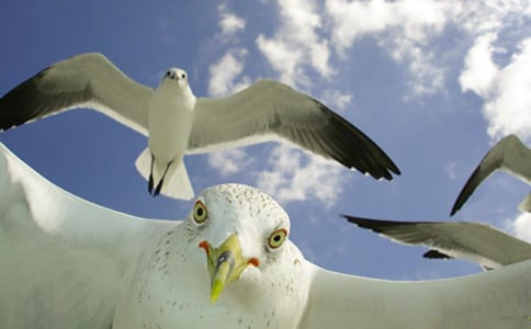 ���t����̹�̰�