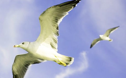 �����t�̼{ɭ���x��з���1000��