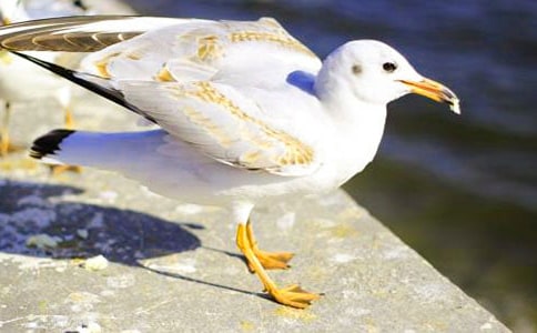 ���t�̼{ɭ�x��з���ͨ��3ƪ