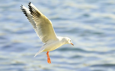 �����t�̼{ɭ���x���350��