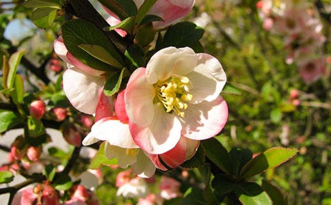 �茑���Ļ���Ԋ��