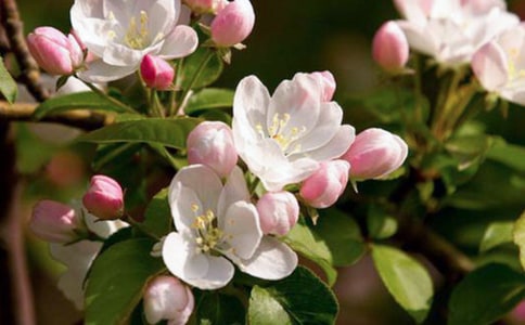 �׺��ĵ�Ц��Ԋ��