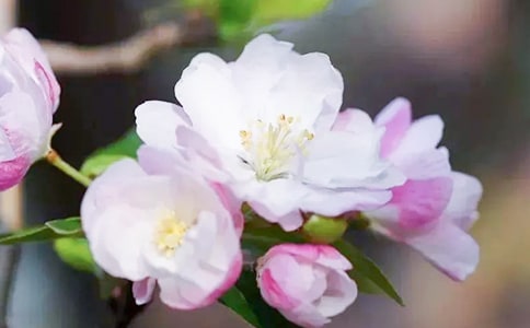 在老海棠樹的影子里張望閱讀題及答案