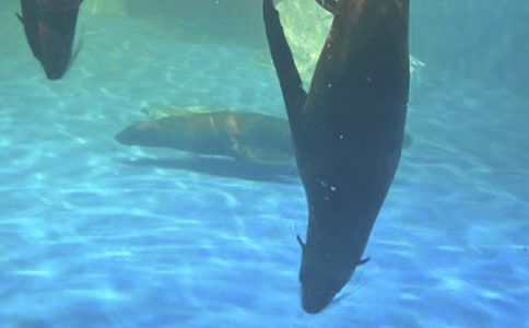 海洋公園的導游詞