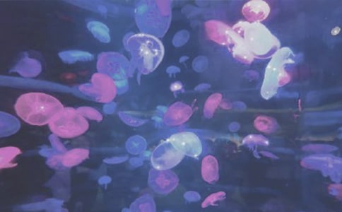 ��ۺ��󹫈@�Č����~