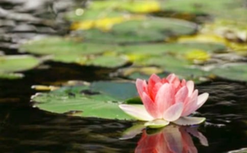 ������ƽ����(�R��12ƪ)