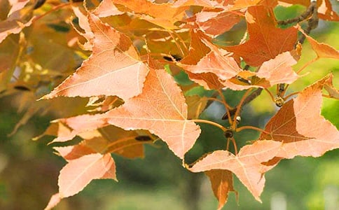 �t�~����