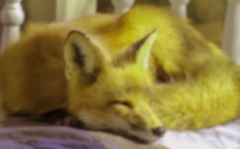 ��؂�͞��f��(y��u)��̰�