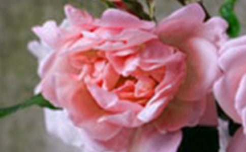 有關(guān)花朵優(yōu)美句子合集86條